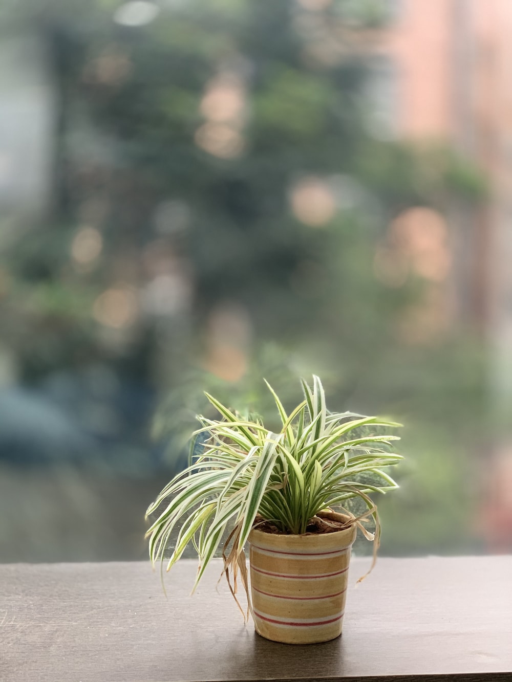 green-leafed plant with pot