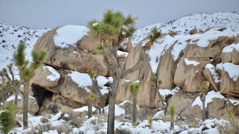 green palm tree on brown rock formation during daytime