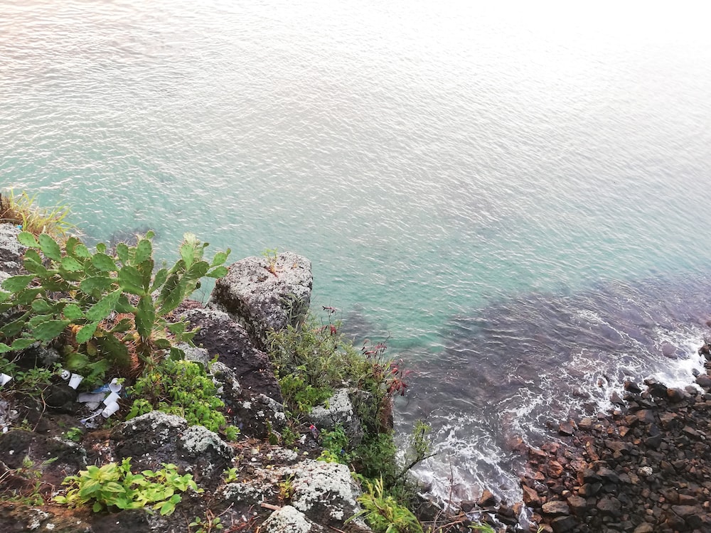 green plants on rocky shore during daytime