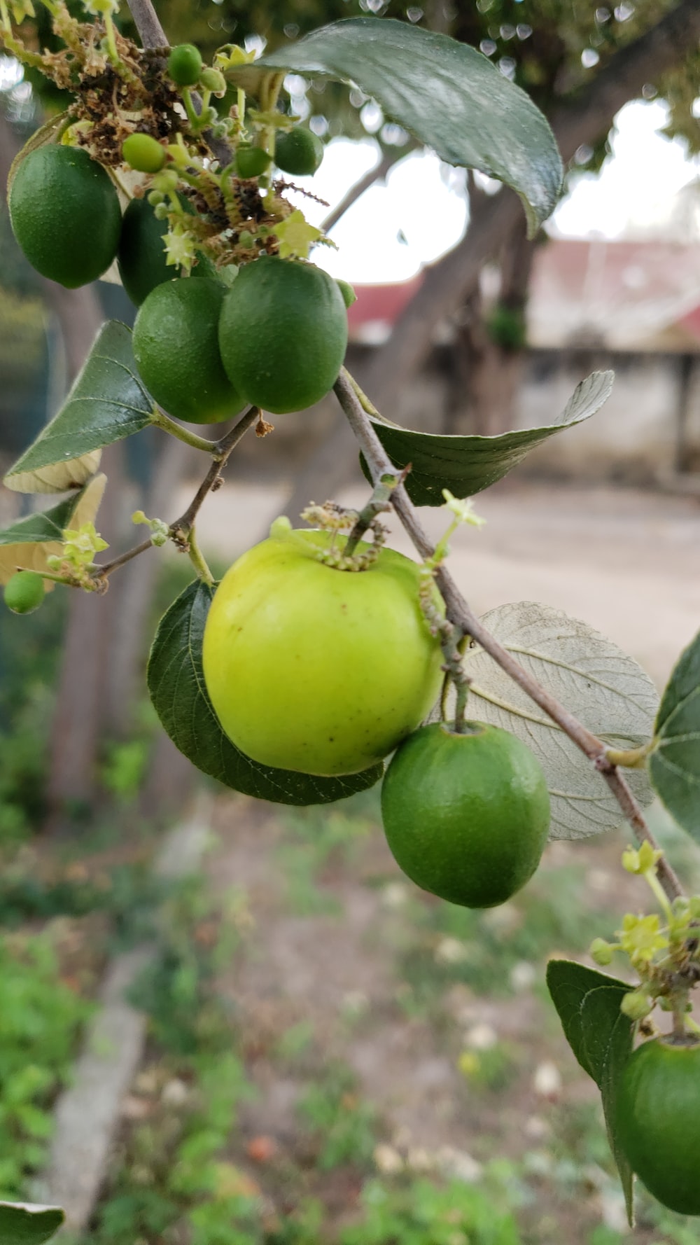 green round fruit on brown tree branch during daytime