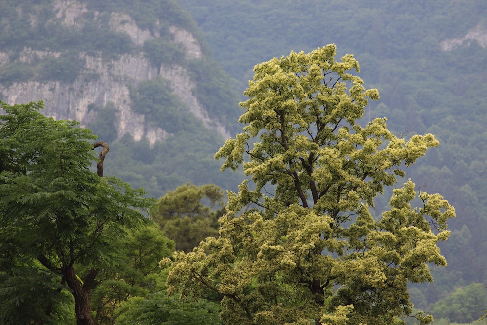 green tree on mountain during daytime