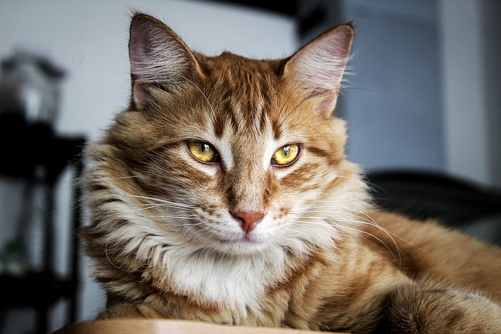 long-furred brown cat with yellow eyes