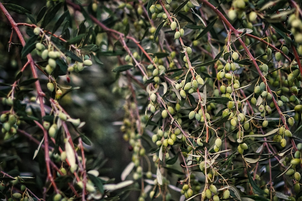 macro photography of olive tree