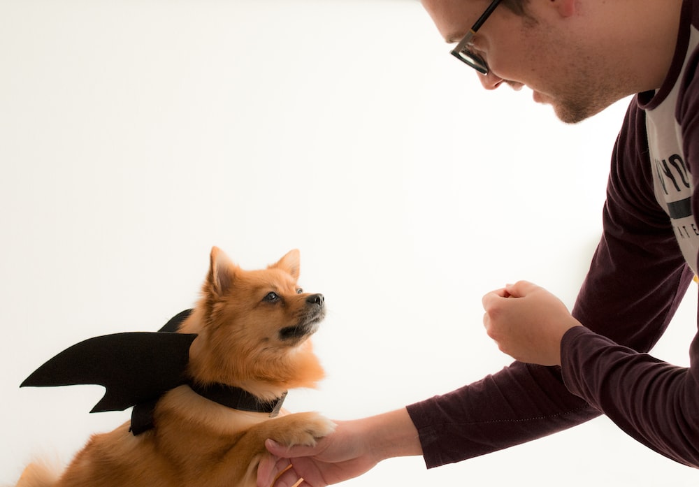 man in black long sleeve shirt holding brown and black pomeranian puppy