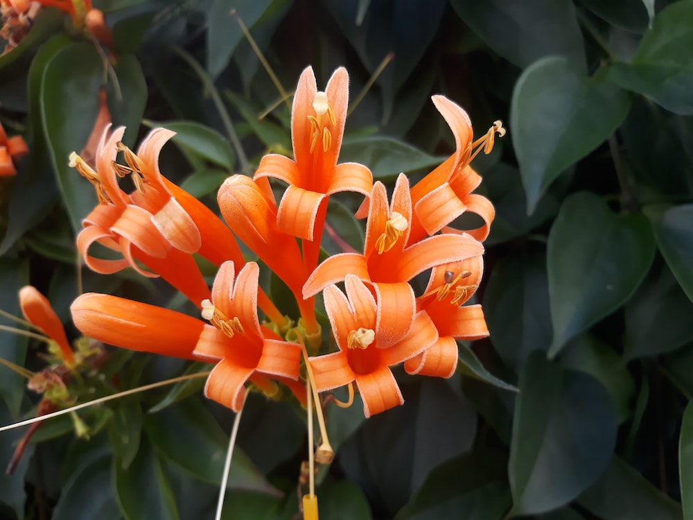 orange flowers in bloom