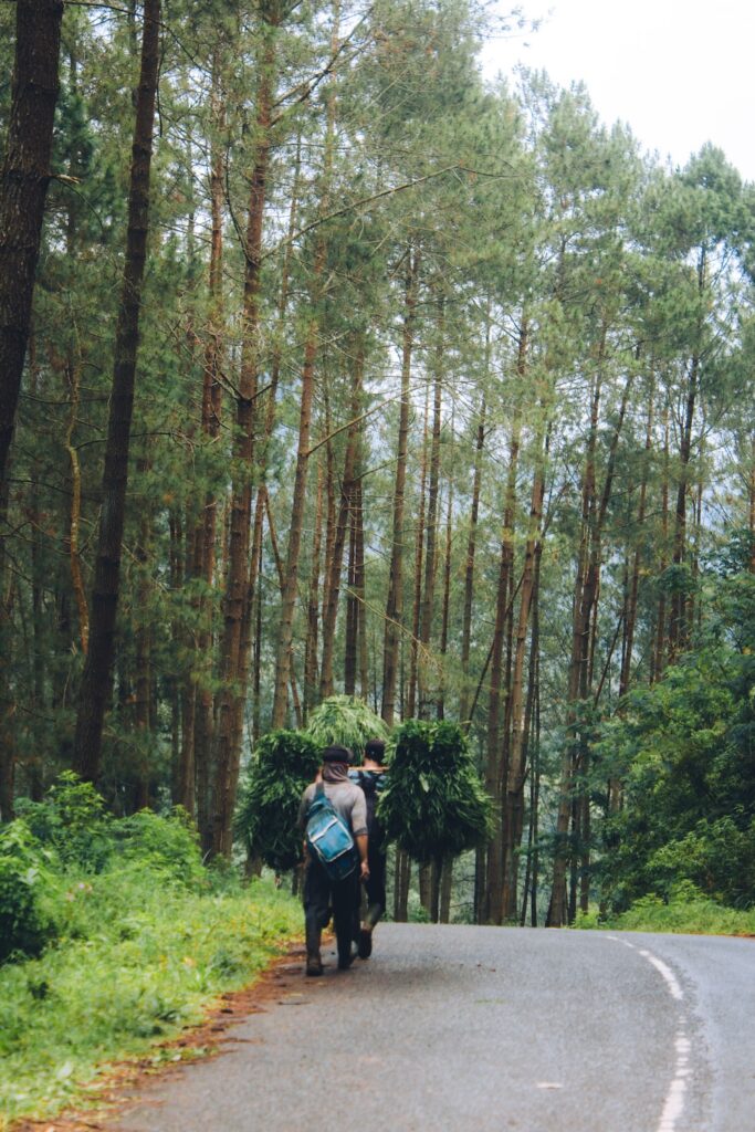 people walking on a road in the woods