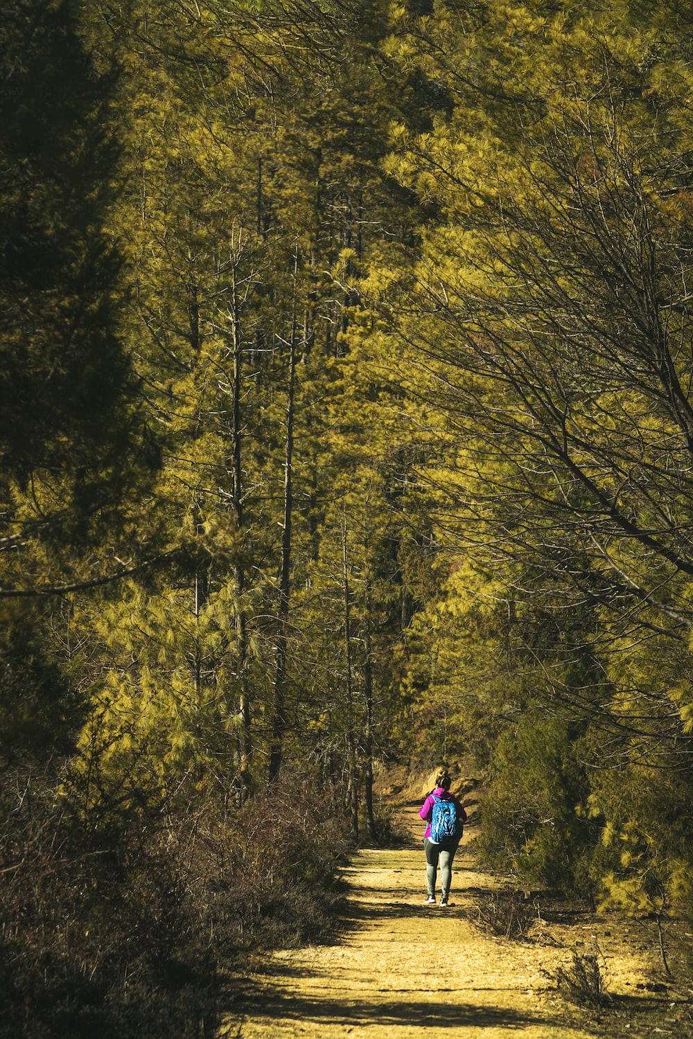 person in blue jacket walking on forest during daytime