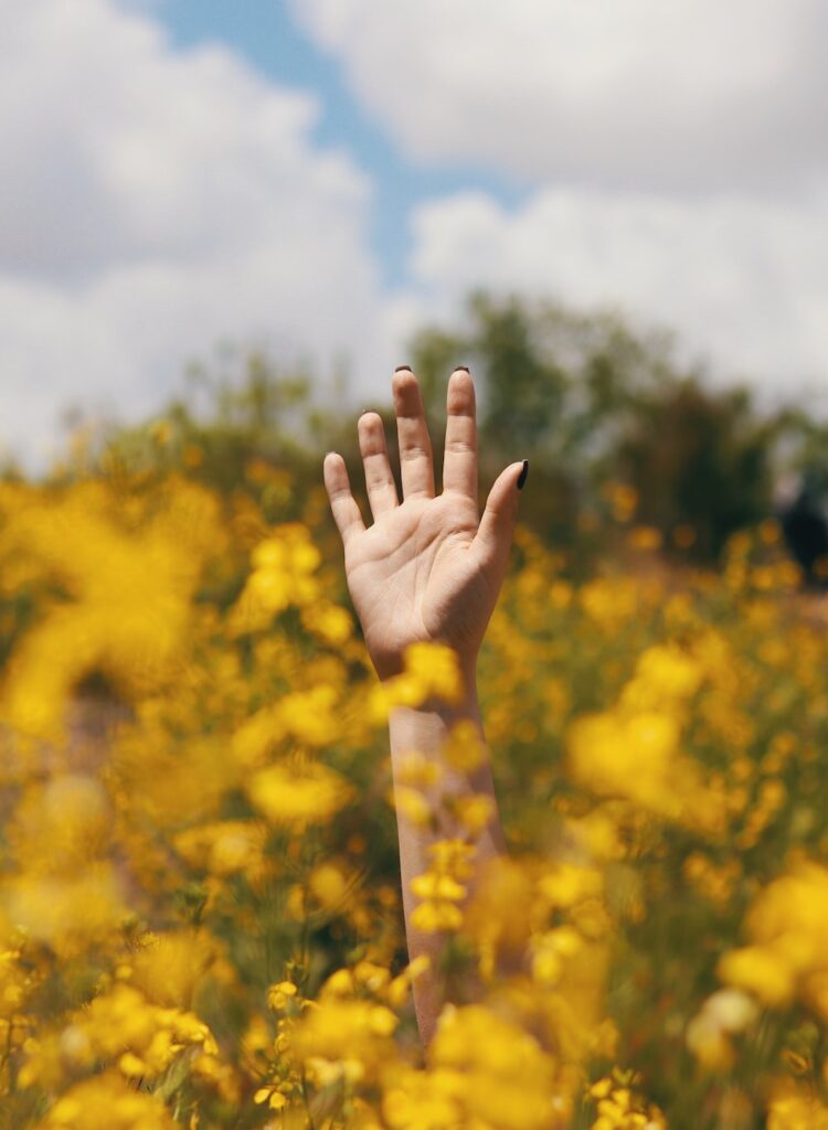 persons left hand on yellow flower field during daytime