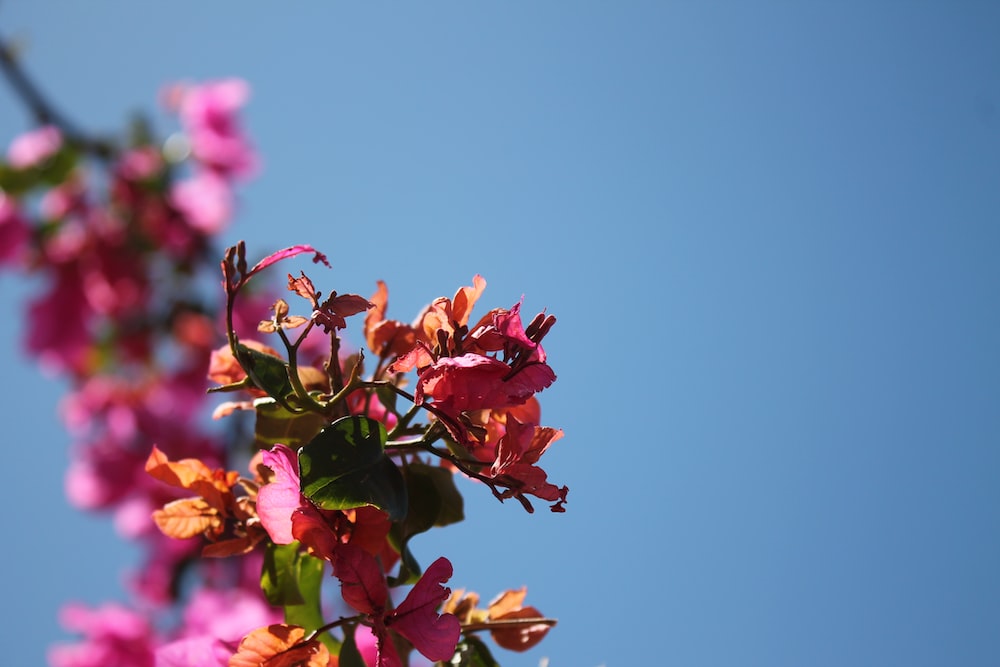 pink and yellow flowers under blue sky during daytime