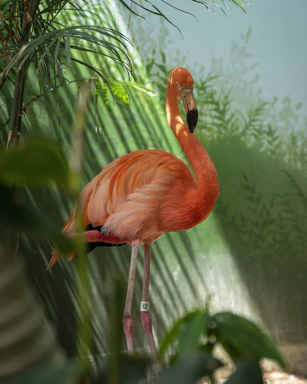 pink flamingo in green and white wall