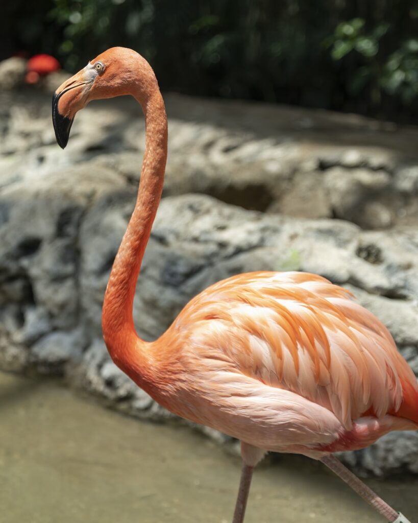 pink flamingo on gray rock