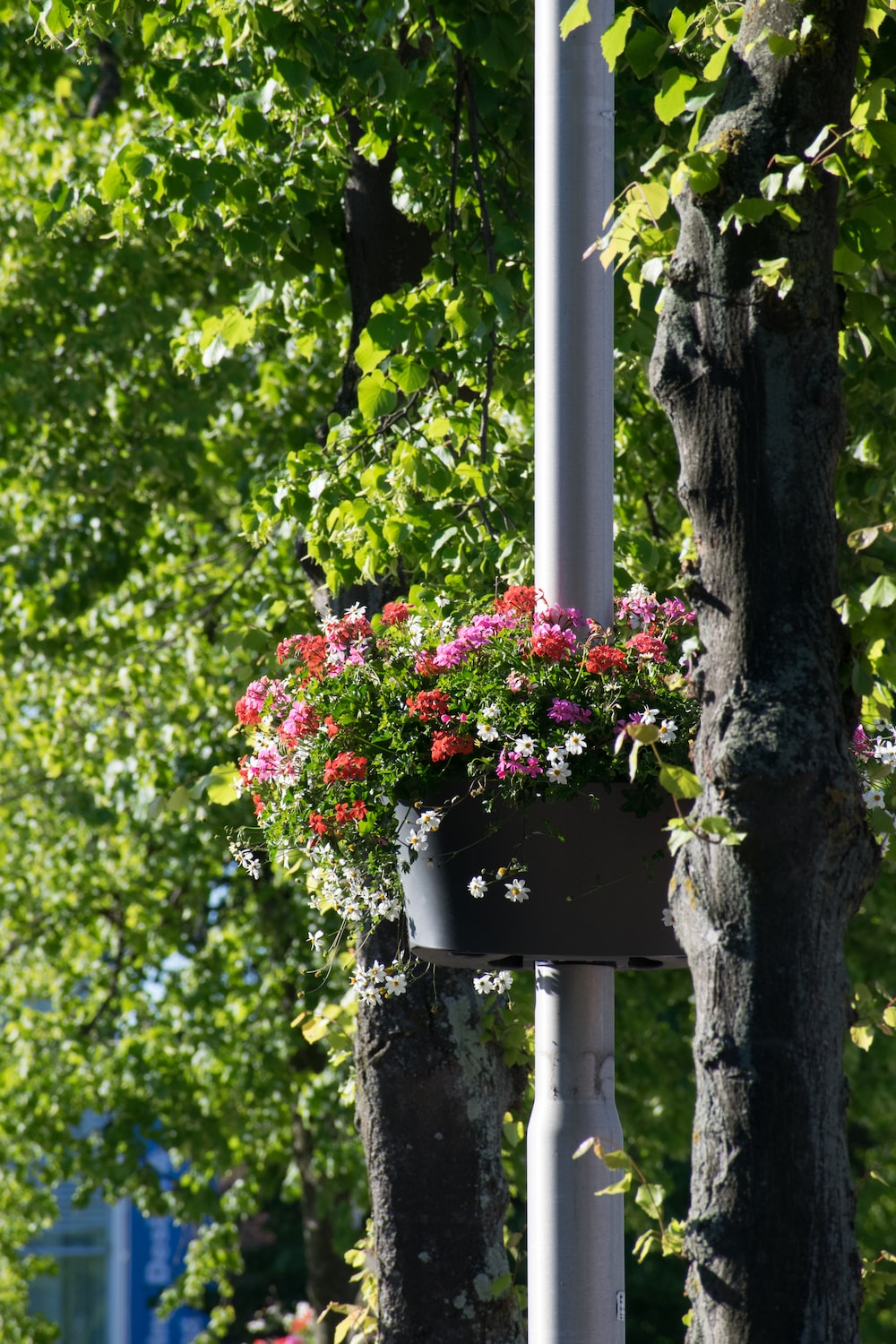 red and white flowers on white metal pole