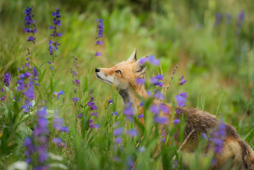 red fox surrounded with purple flowers