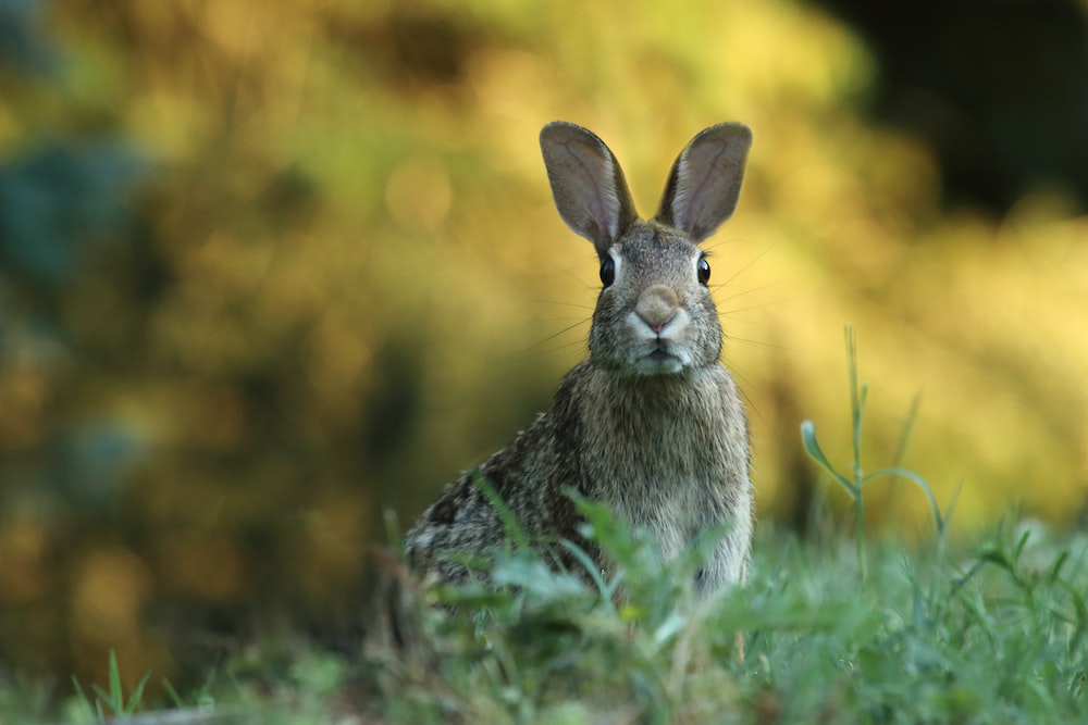 selective focus photography of brown rabbit