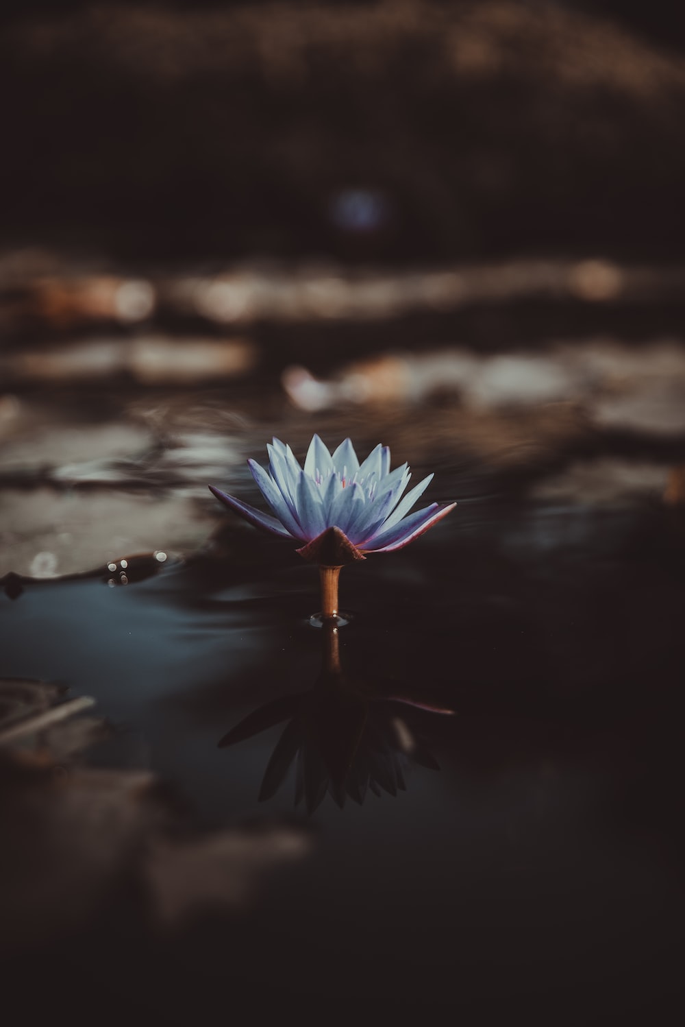 shallow focus photography of green lotus on body of water