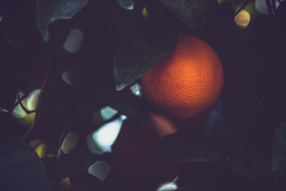 shallow focus photo of orange fruit