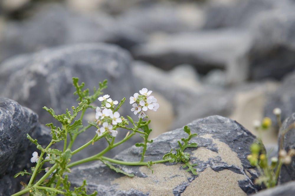 small white flowers growing out of a rock