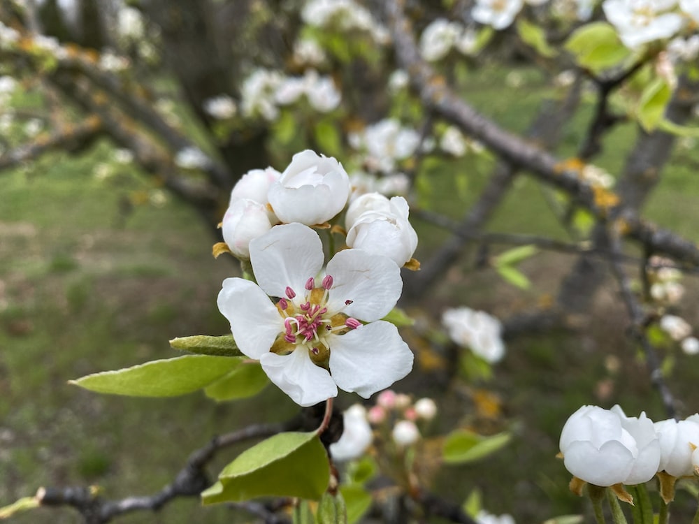 some white flowers are blooming on a tree