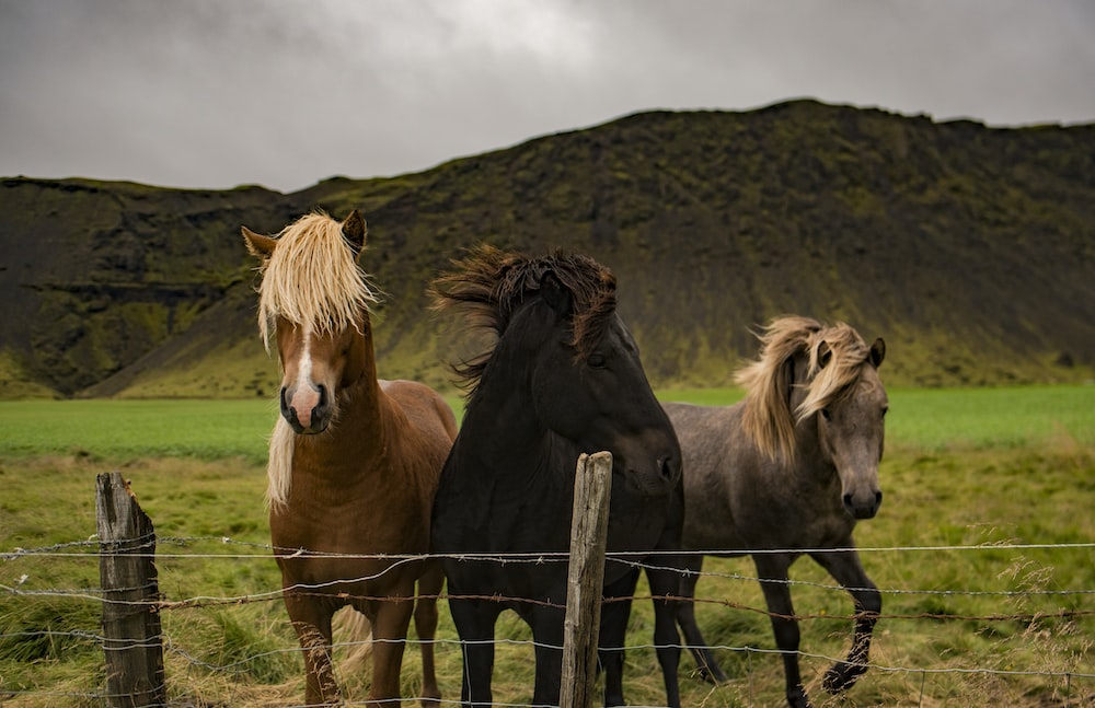 three assorted horses