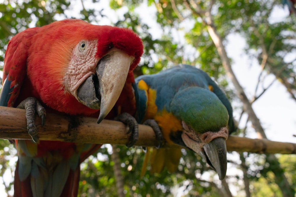 two colorful parrots are perched on a branch
