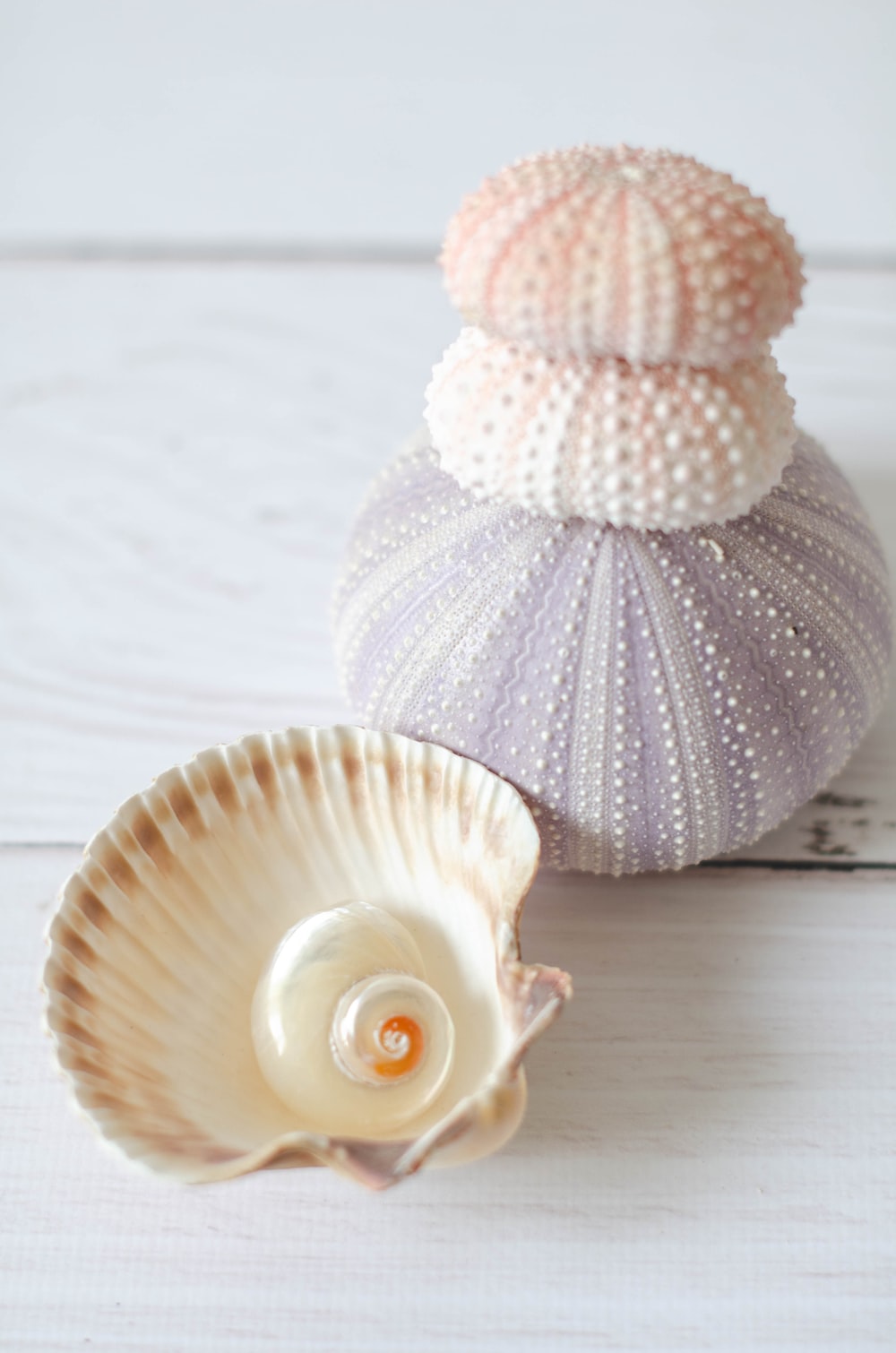 two seashells on a white wooden surface