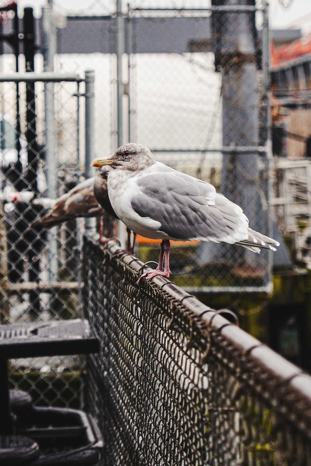white and black bird on black metal fence during daytime