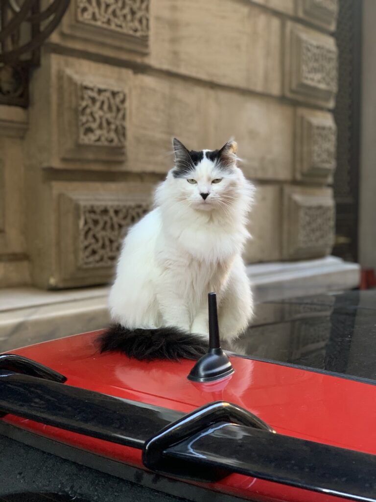 white and black cat on red car hood during daytime