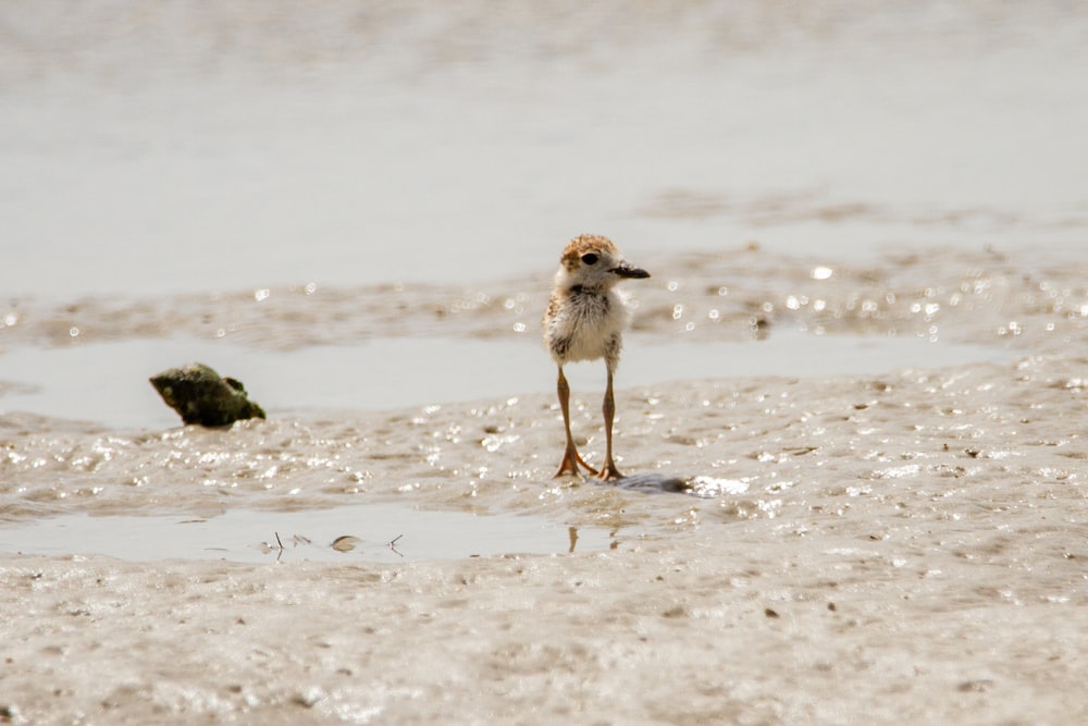 white and brown bird on beach during daytime