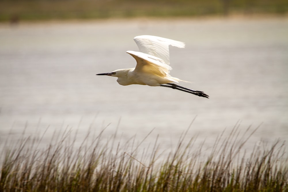 white bird flying over the body of water during daytime