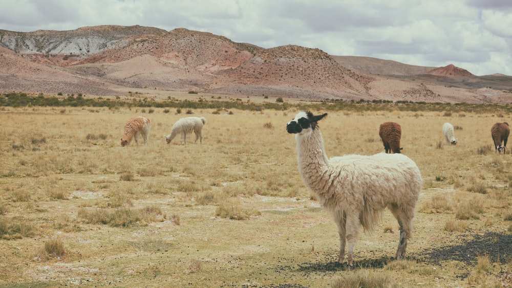 white llama on brown grass