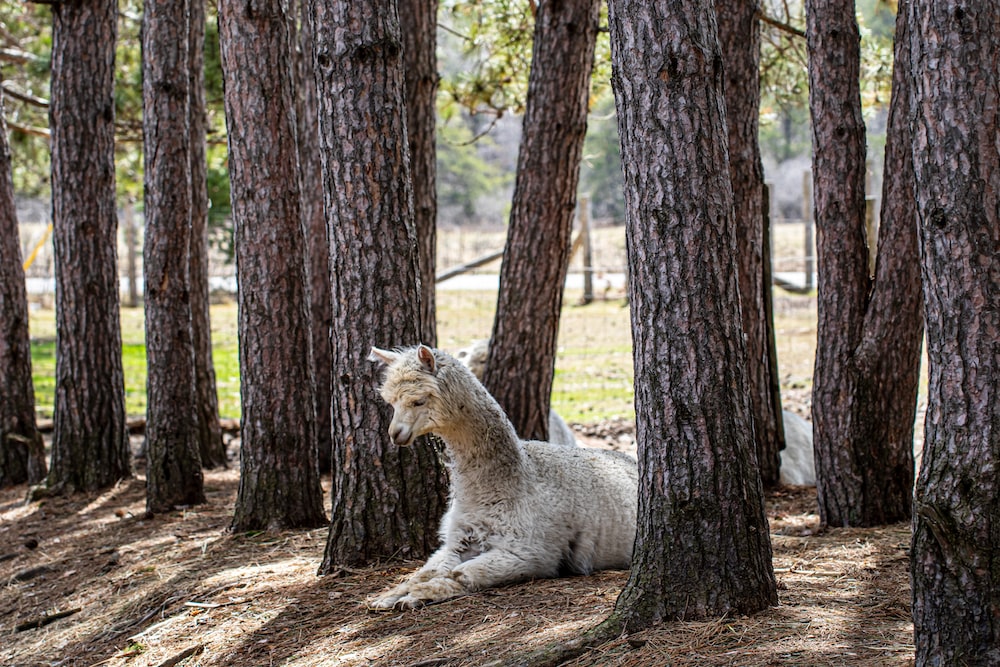 white long coated dog on brown tree trunk