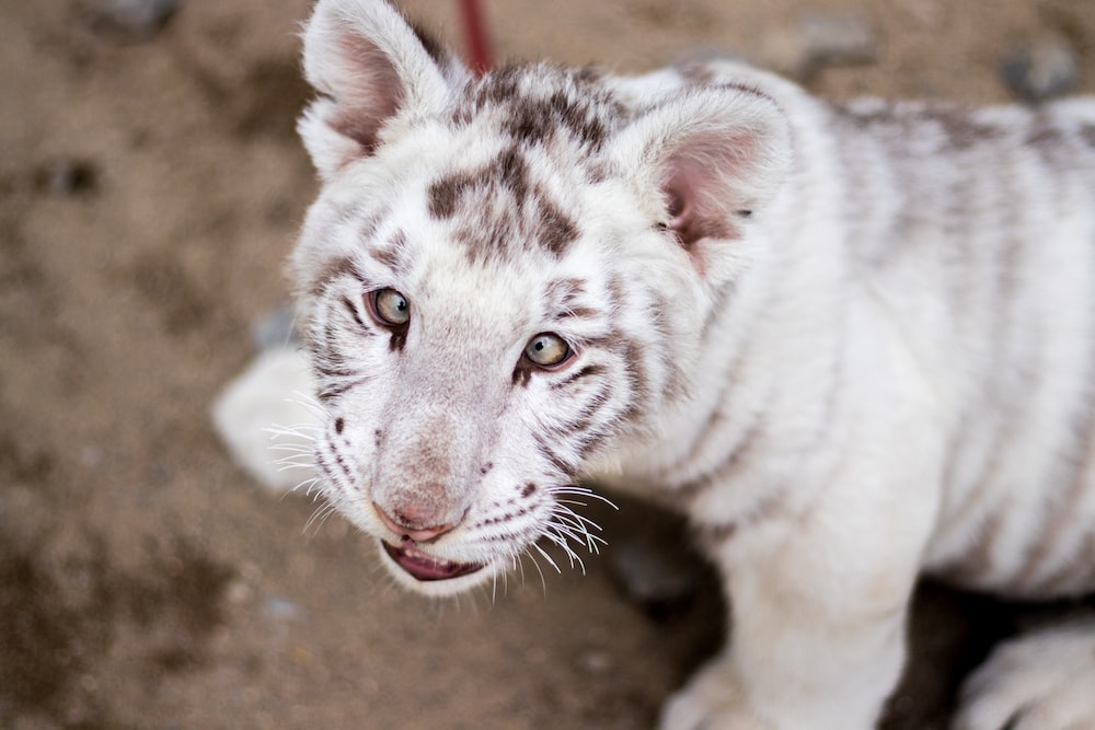 white tiger cub on brown soil
