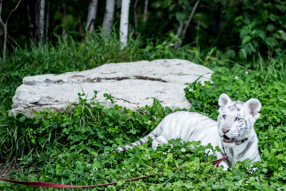 white tiger lying on gray rock