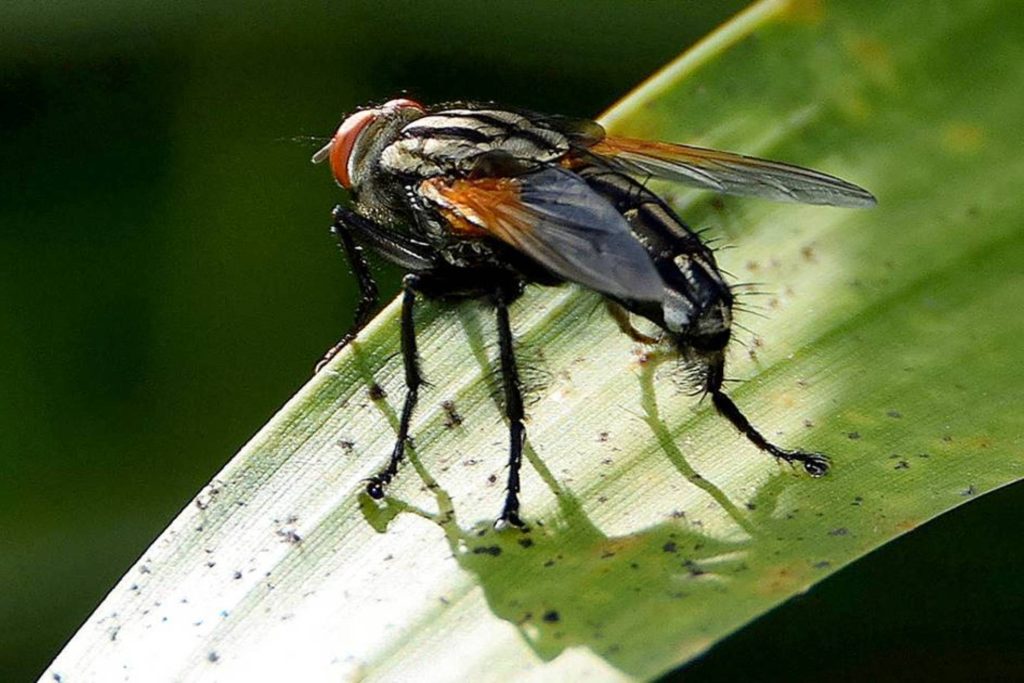 La mosca negra es un insecto que puede causarnos mucho malestar con su mordedura. Por eso, es importante protegernos con un buen repelente que contenga DEET o PMD, como el Relec Extra Fuerte o el Goibi Xtreme.